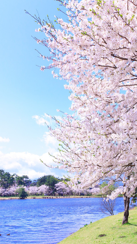 Lets have a date with sakura preview