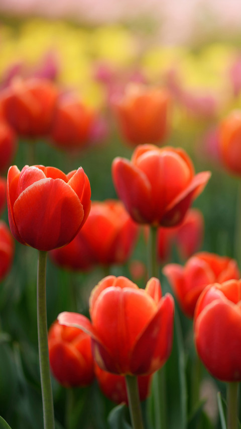 Magnificent flower fields preview