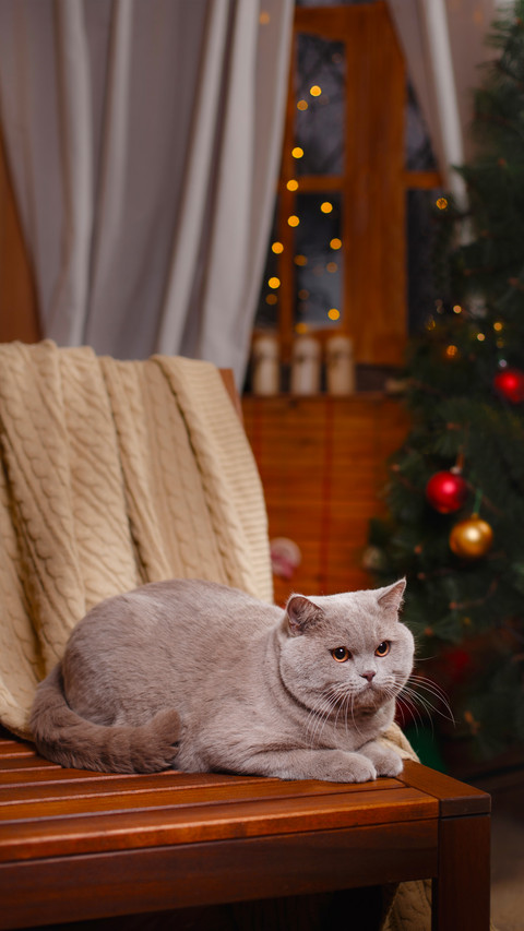 Gray British Cat on a Studio Background preview