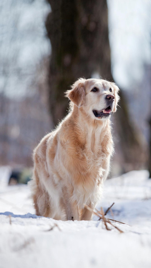 Dog401 preview