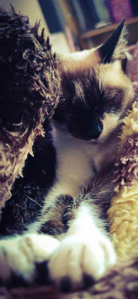 Cute sleepy kitten preview