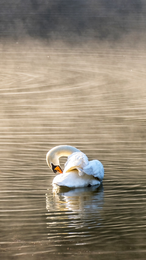A white swan cleaning body in the morning preview
