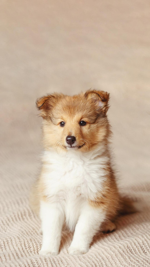 Dog439 preview