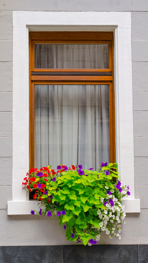 The flowers on the windowsill preview