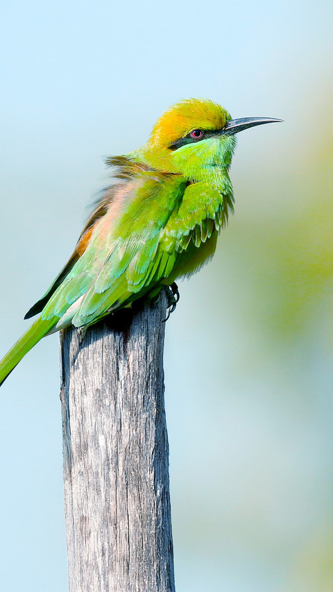 Green birds perch on the branches preview