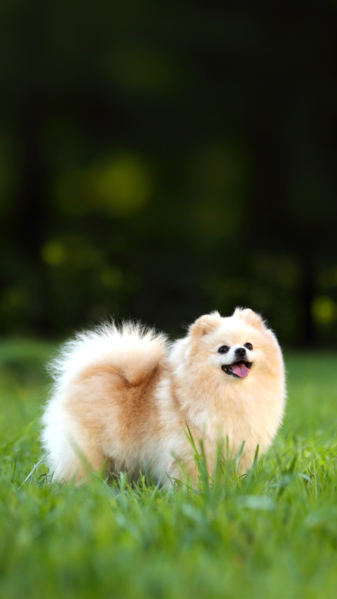 Cute Dog Spitz Playing on Grass preview