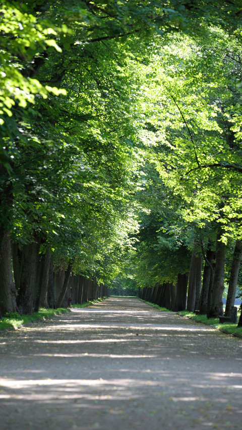 Eye-friendly forest wallpapers preview