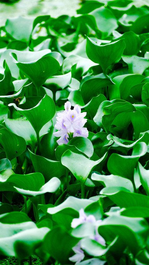 Water hyacinth and water lily preview