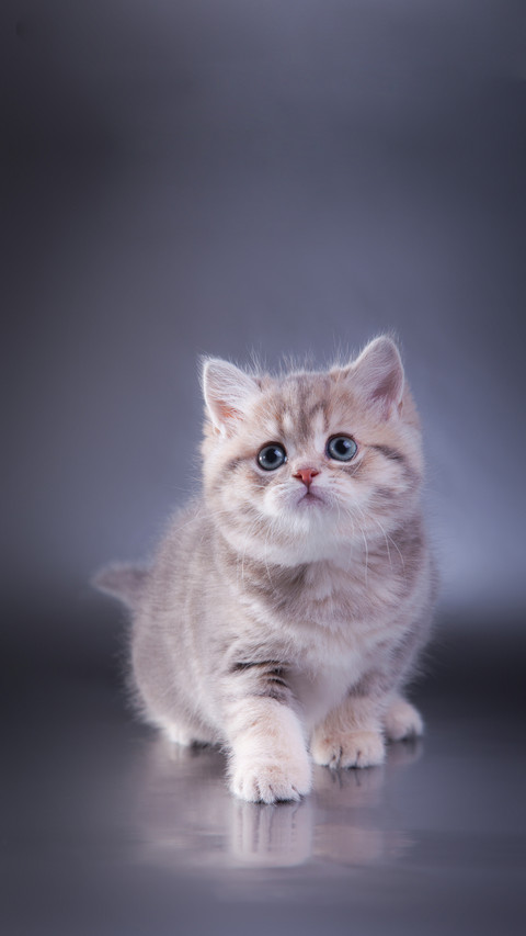 British kitten preview