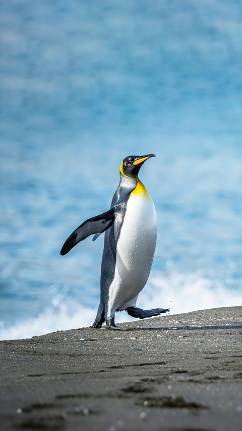 Penguins may fall backwards when watching airplanes preview