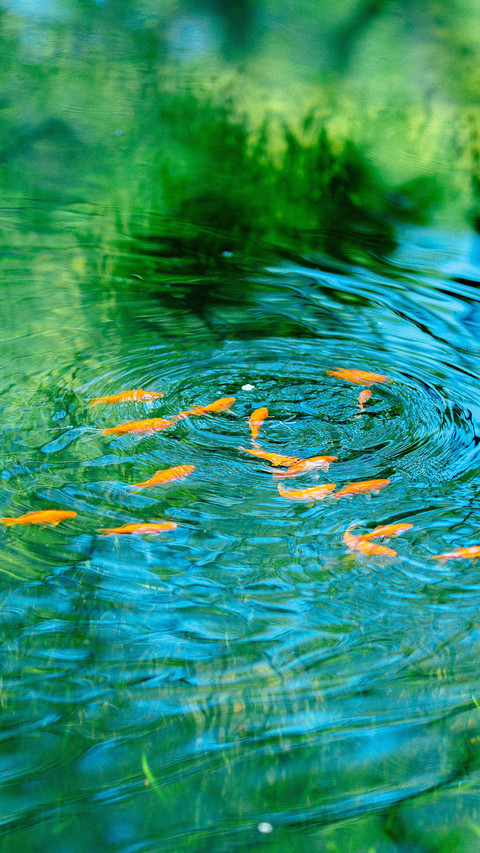 池水里的灵动光影 preview