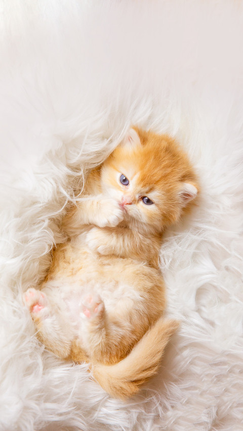 A cute little kitten lying on his back on a fur blanket preview