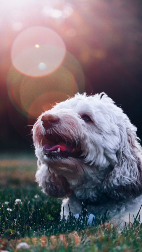 Puppy Love (8) preview