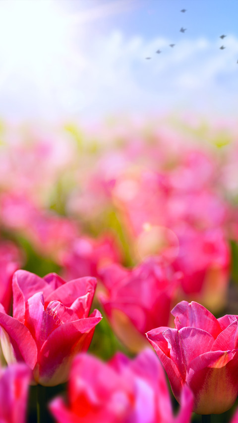 Spring is here preview