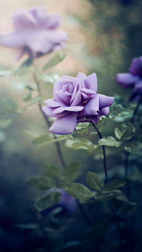 Under the macro lens photography 0 of flowers preview