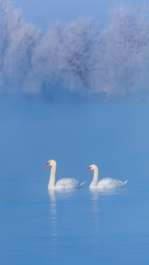 Mute Swan Floating in Frozen Pond preview