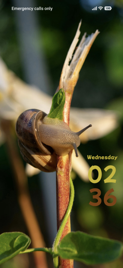 Snail preview
