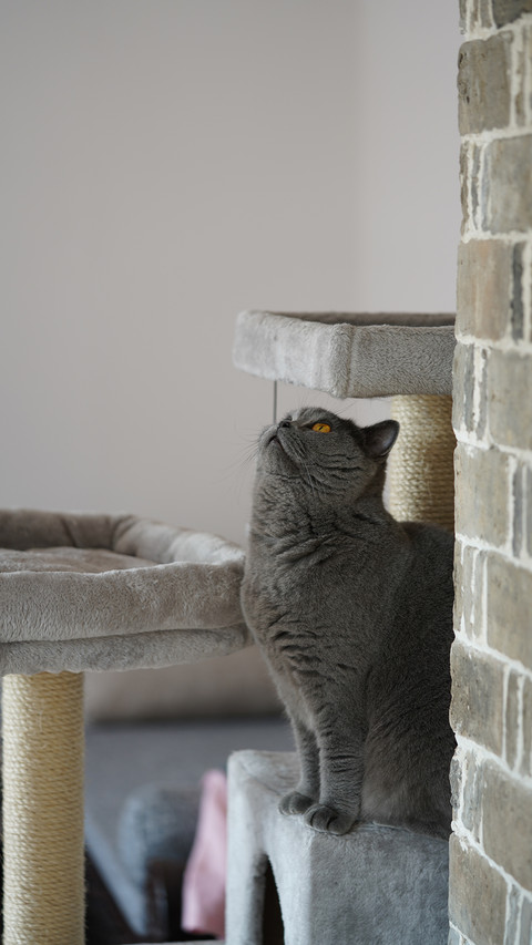 Super accurate cat personality judgment preview