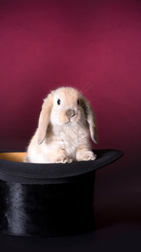 Lop-eared rabbit preview