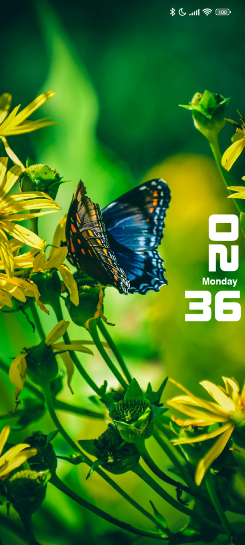 Butterfly preview