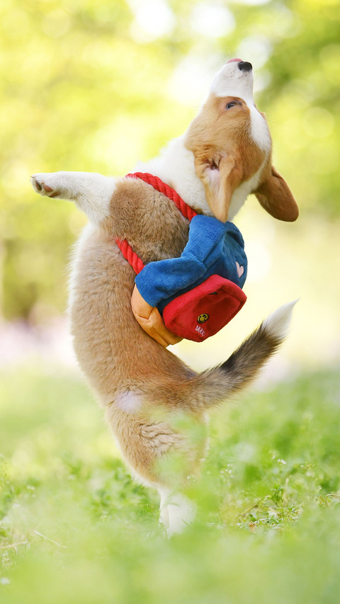 Seven differences between dogs and wolves preview