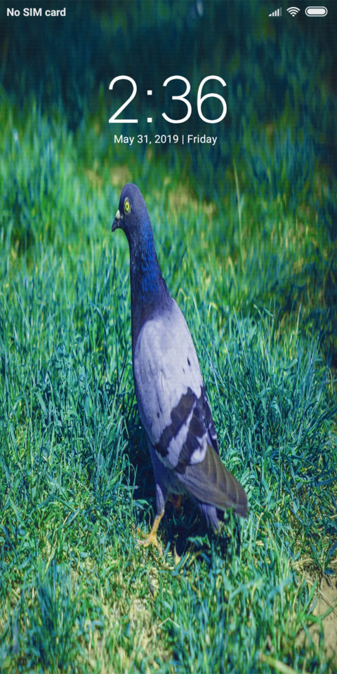 My Pigeon_DWM19 preview