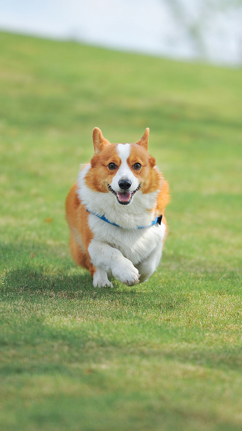 Corgi Running on The Grass preview