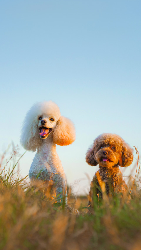 Two poodles on the grass. Pet in nature preview