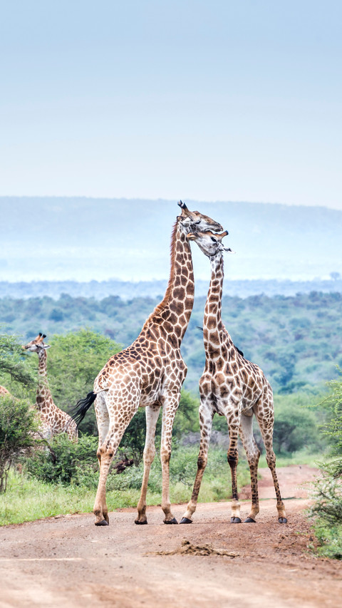 Giraffe Couple Meeting preview