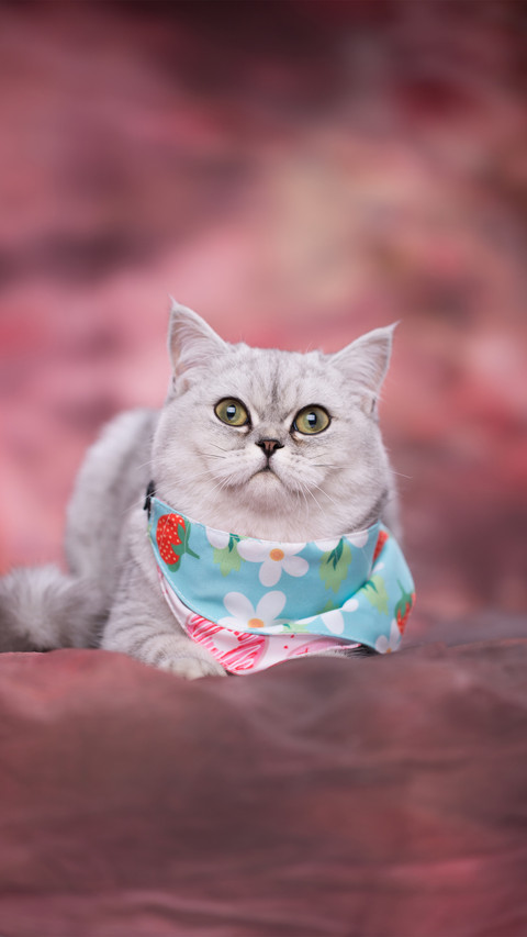 The fantastic behavior of beautiful short cats preview