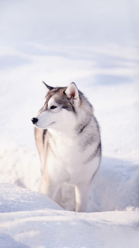 A Husky Dog in Winter preview