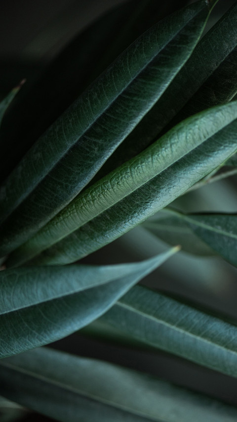 PAIXIN-plant (5) preview