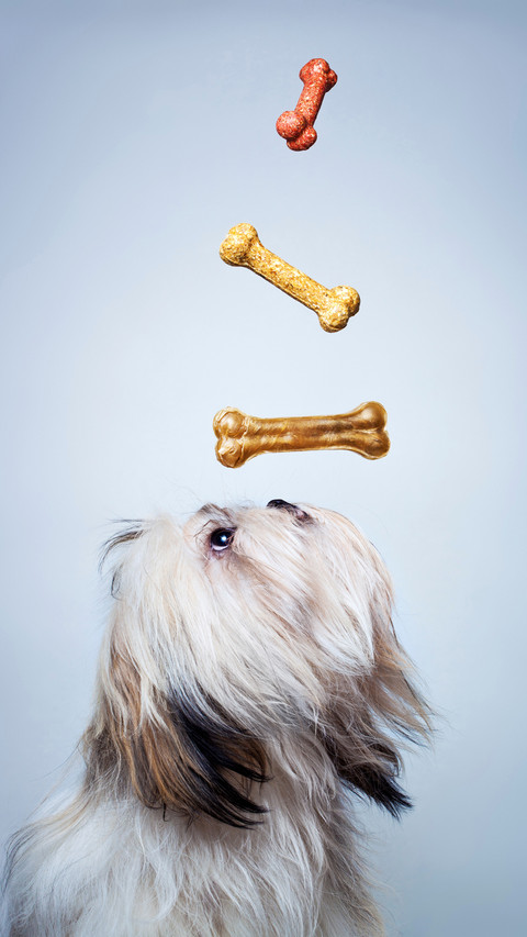 Dogs have inedible bones 19 preview