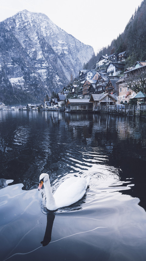 Beautiful Swan in Hallstatt preview