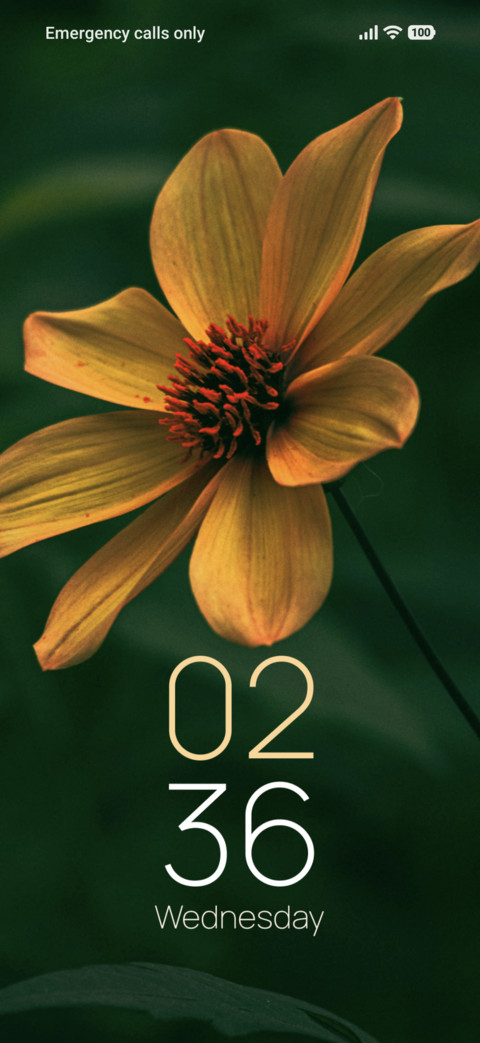Golden Blossom preview