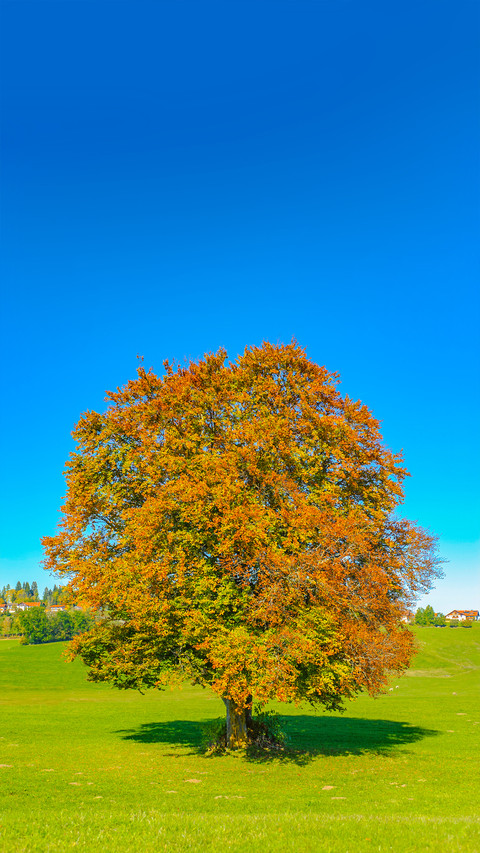 A lonely tree preview