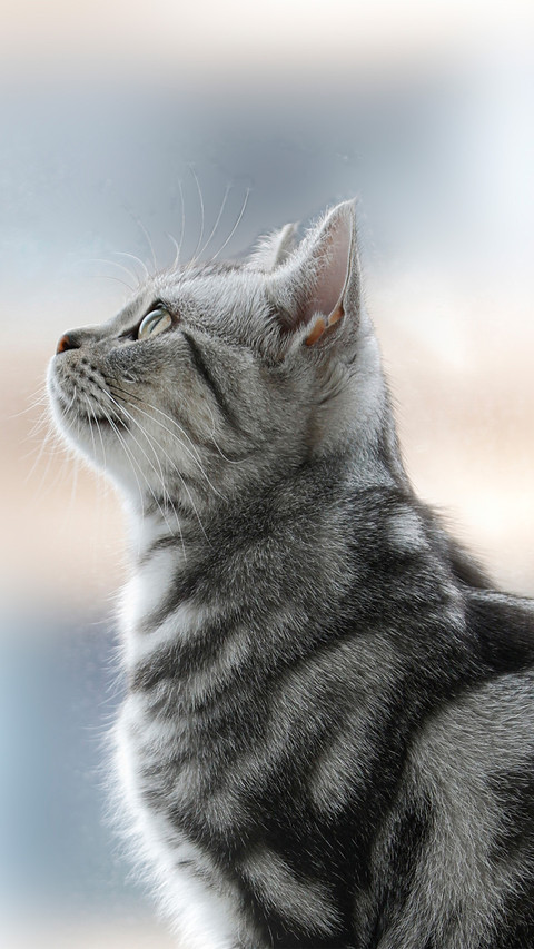 Side view of an american shorthair cat preview