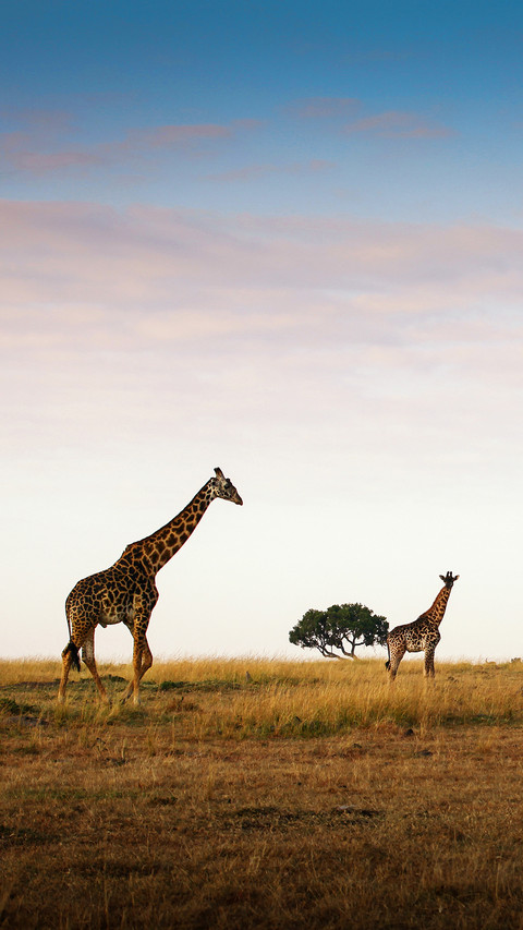 international_animal (8) preview