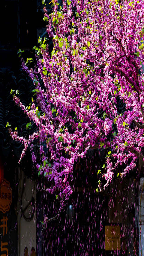 Small flowers in full bloom preview