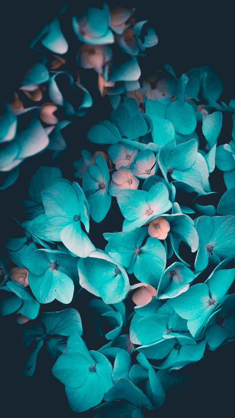plant (4) preview