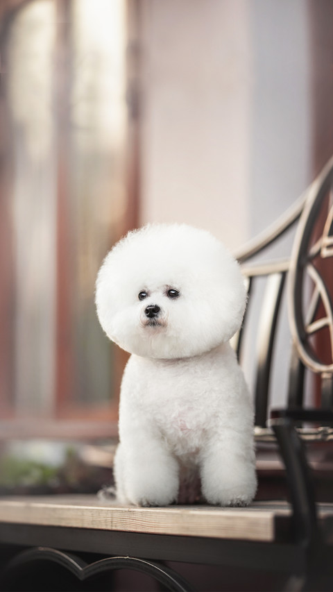 A funny white Bichon Frize with a beautiful haircut preview