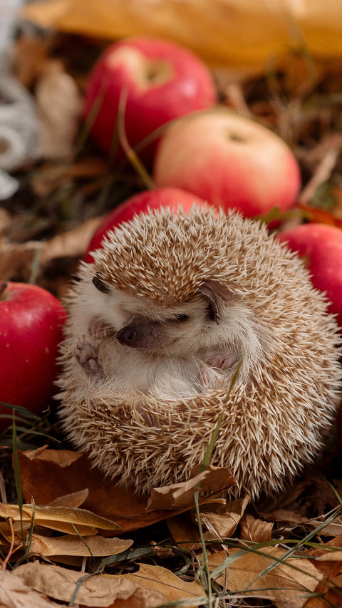 The hedgehog is lying on the fallen leaves preview