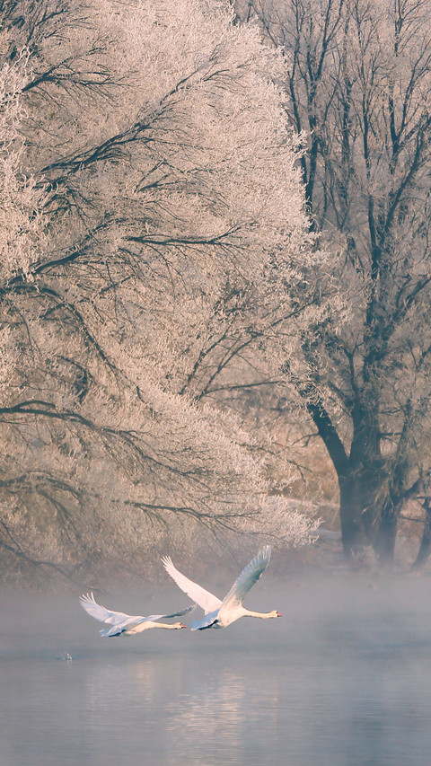 Two feathers break through the mist to meet the morning preview