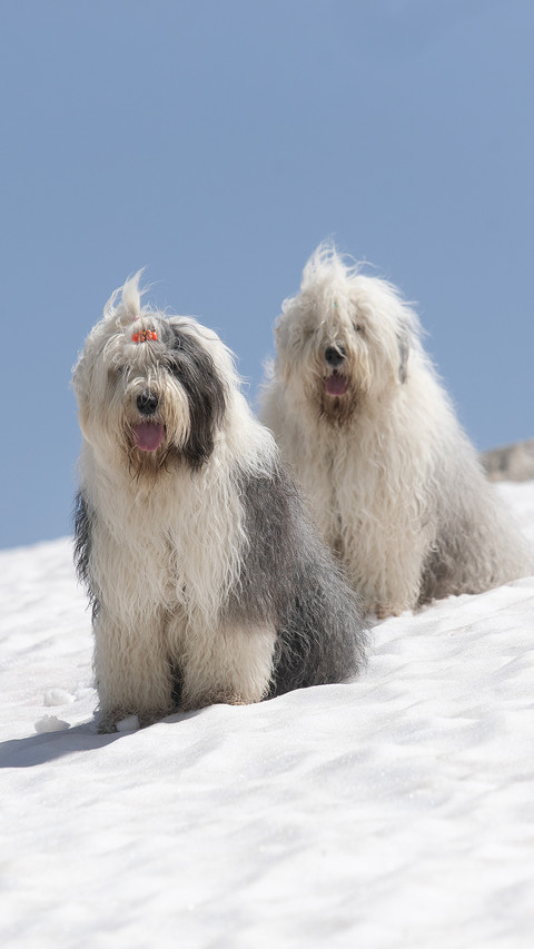 A portrait of a dog on the snow preview