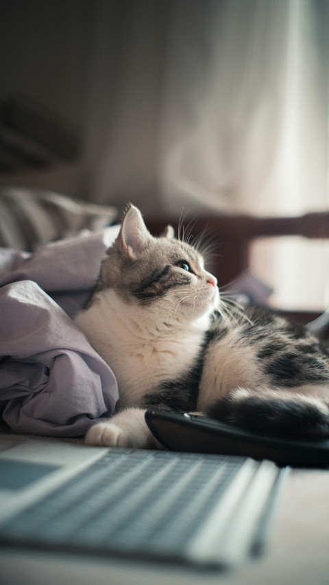 The Lovely Cat Lies on The Bed preview