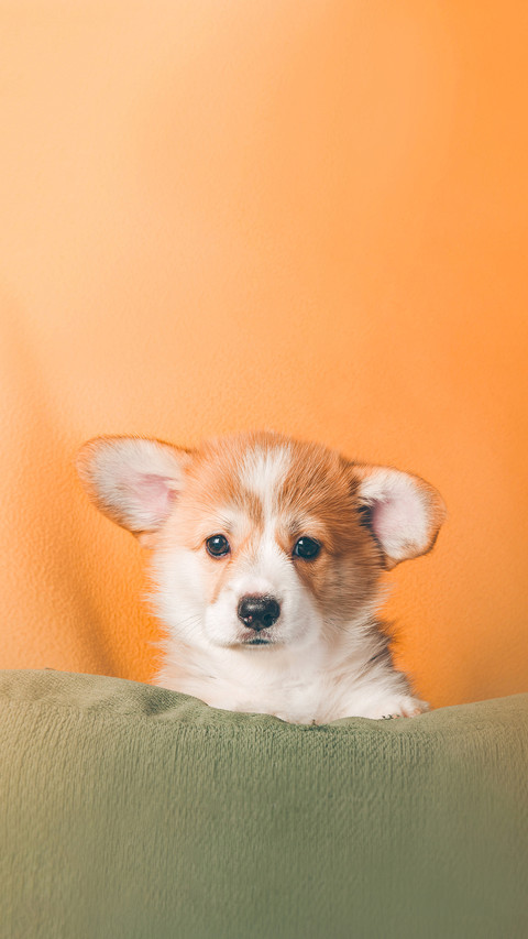 Welsh Corgi Pembroke Puppy Studio preview