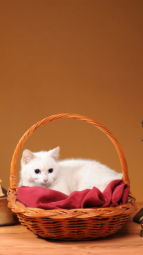 Cute animals-04 preview