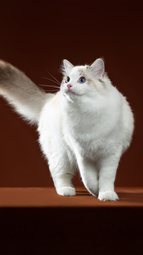 A seductive and graceful ragdoll cat preview