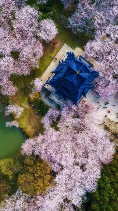 赏樱胜地鼋头渚 preview