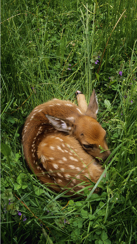 International-Deer preview